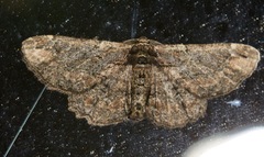 Pholodes sinistraria