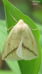 Descoreba simplex