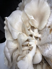 Pleurotus ostreatus