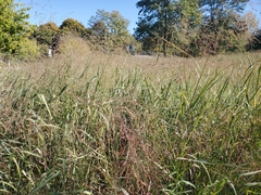 Panicum virgatum
