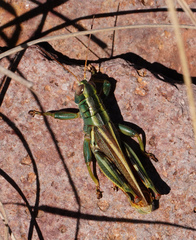 Melanoplus thomasi