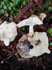 Leucopaxillus gentianeus