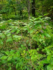 Vaccinium erythrocarpum