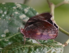 Eunica caralis