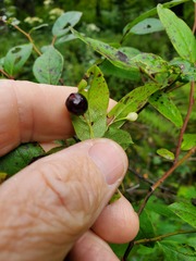 Vaccinium erythrocarpum