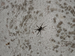 Lycosinae