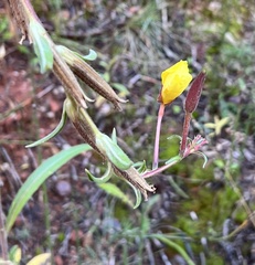 Oenothera longissima
