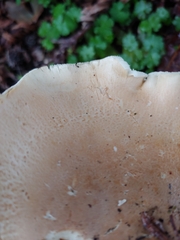 Leucopaxillus gentianeus