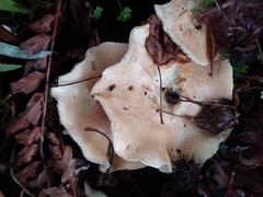 Leucopaxillus gentianeus