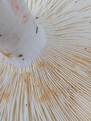 Leucopaxillus gentianeus