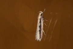 Leptocroca sanguinolenta