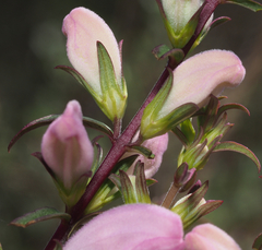 Lamourouxia dasyantha