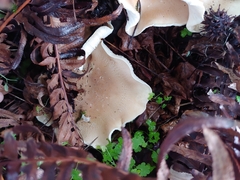 Leucopaxillus gentianeus