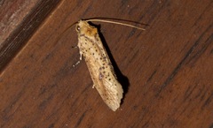 Azaleodes micronipha