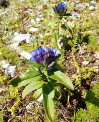 Gentiana cruciata cruciata