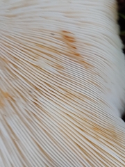 Leucopaxillus gentianeus