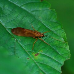 Hydatophylax formosus