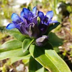 Gentiana cruciata cruciata