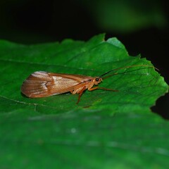 Hydatophylax formosus