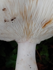 Leucopaxillus gentianeus