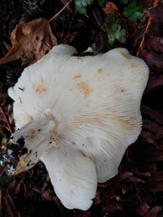 Leucopaxillus gentianeus