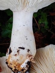 Leucopaxillus gentianeus