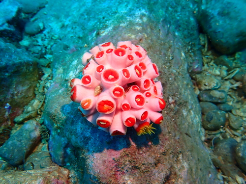 Tubastraea violacea