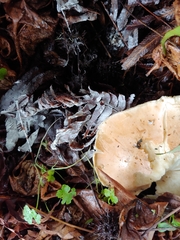 Leucopaxillus gentianeus
