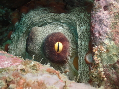 Octopus