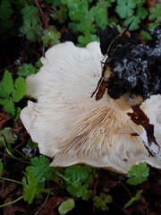 Leucopaxillus gentianeus