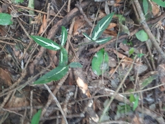 Syngonium