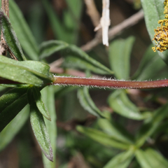 Lamourouxia dasyantha