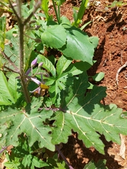 Solanum palinacanthum