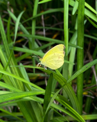 Eurema smilax