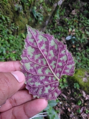 Smithiantha multiflora