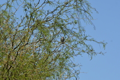 Microspingus torquatus