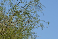 Microspingus torquatus
