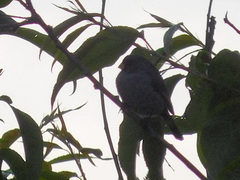 Catamenia analis