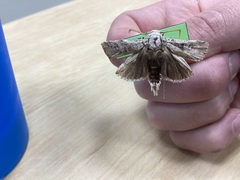 Cryptophasa irrorata