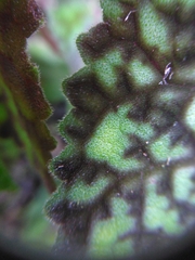 Smithiantha multiflora