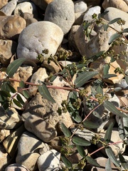 Euphorbia hypericifolia