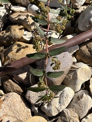 Euphorbia hypericifolia