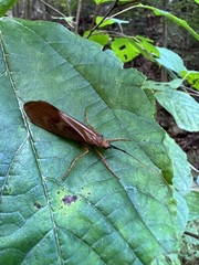 Hydatophylax formosus