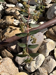 Euphorbia hypericifolia