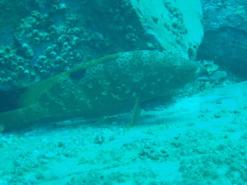 Hong Kong grouper (Epinephelus akaara) — Serranidae