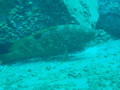 Epinephelus akaara