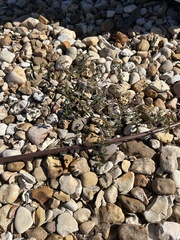 Euphorbia hypericifolia