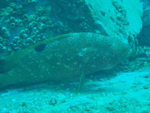 Hongkong-tandbaars (Epinephelus akaara) — Serranidae