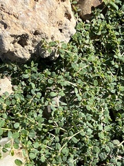 Euphorbia serpens