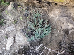 Myriopteris parryi